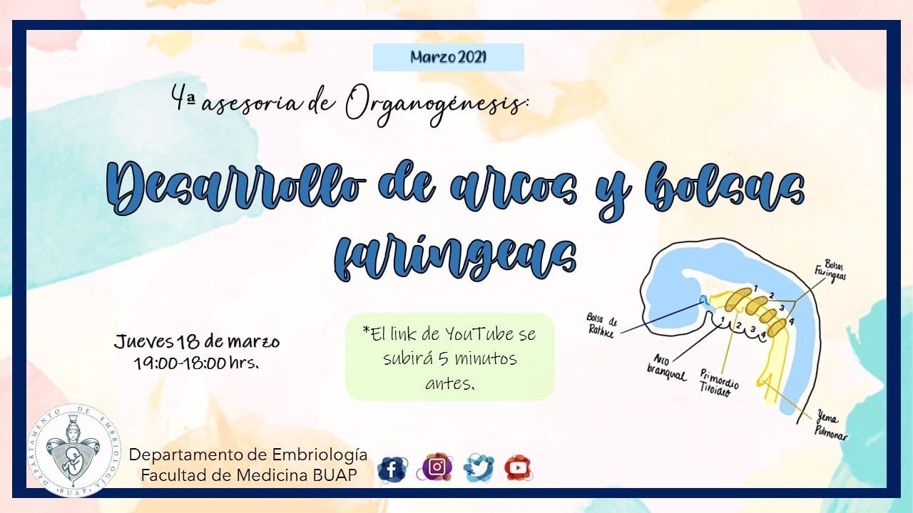 Desarrollo de Arcos y Bolsas faríngeas I Laboratorio de Embriología BUAP