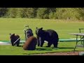 Greedy Bears On The Rampage Bears On The Black Run BBC Studios