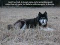 Will I See My Dog in Heaven, God? 