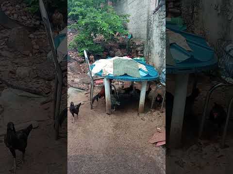 galinhas e chuva 🌧️ jardim ceará
