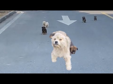 A stray dog ​​led his 6 hungry puppies wandering by the harbor—What happened next was unbelievable