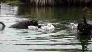 Black Swans and Cygnets