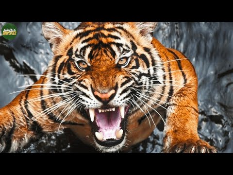 Tiger: Nature's Perfect Killing Machine