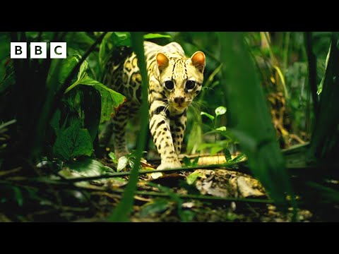 Ocelot stalks lion tamarin babies through the trees 🫣 | Big Little Journeys - BBC