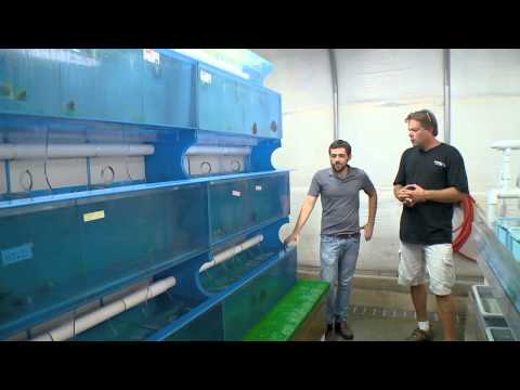 Marine life at Segrest Farms with BZTV presented by HIKARI