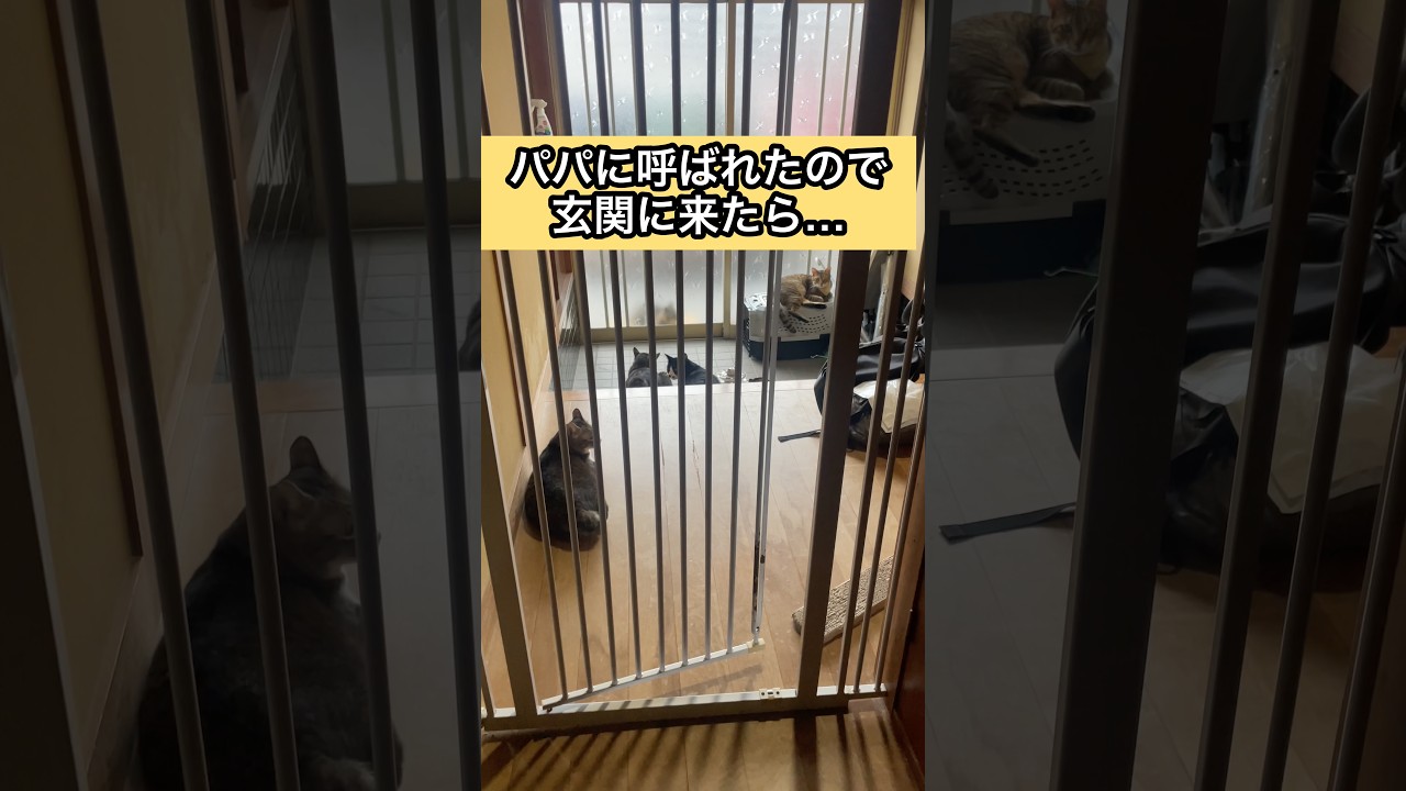 😼「トラ福様のおなーりー」