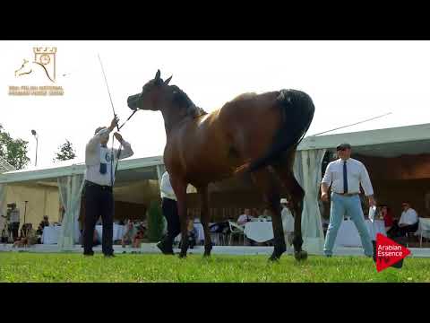 N.64 PROMETIDA - 2017 Pride Of Poland - 4/6 Years Old Mares (Class 7A)
