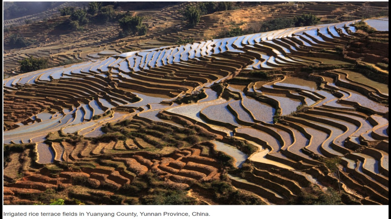 The Economy 2 0 Lecture slides Unit 4 1 Strategic Interactions and Social Dilemmas pptx