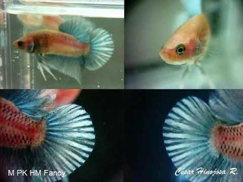 download lagu mp3 mp4 Betta Mr, download lagu Betta Mr gratis, unduh video klip Betta Mr