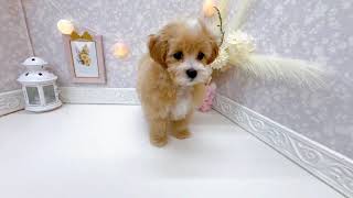 ハーフ犬の動画01