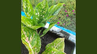 Download lagu Genggaman Tangan Penuh Rasa mp3 Download lagu Genggaman Tangan Penuh Rasa mp3