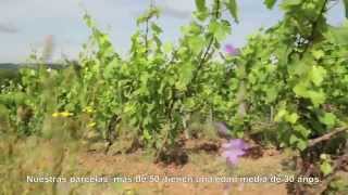 preview picture of video 'Descubrimiento del Champagne JM Goulard'