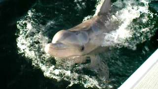 preview picture of video 'Feeding WHyalla dolphins by hand from a boat'