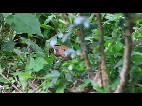 Sutora sivá (Suthora webbiana) — video o speve a chove