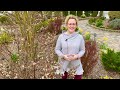 How To Prune Pinky Winky Hydrangeas Easy Step By Step