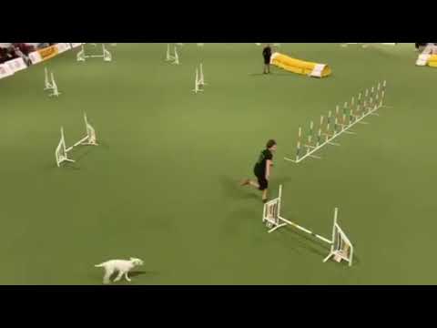 Országos Bajnokság 2021.10.17-18. Akela Small Train Team Jumping váltó futam 3.hely