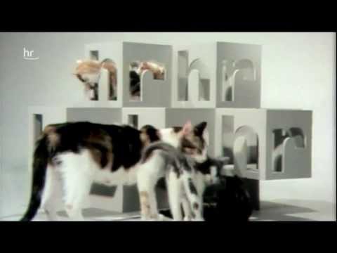 HR Katzen :-)