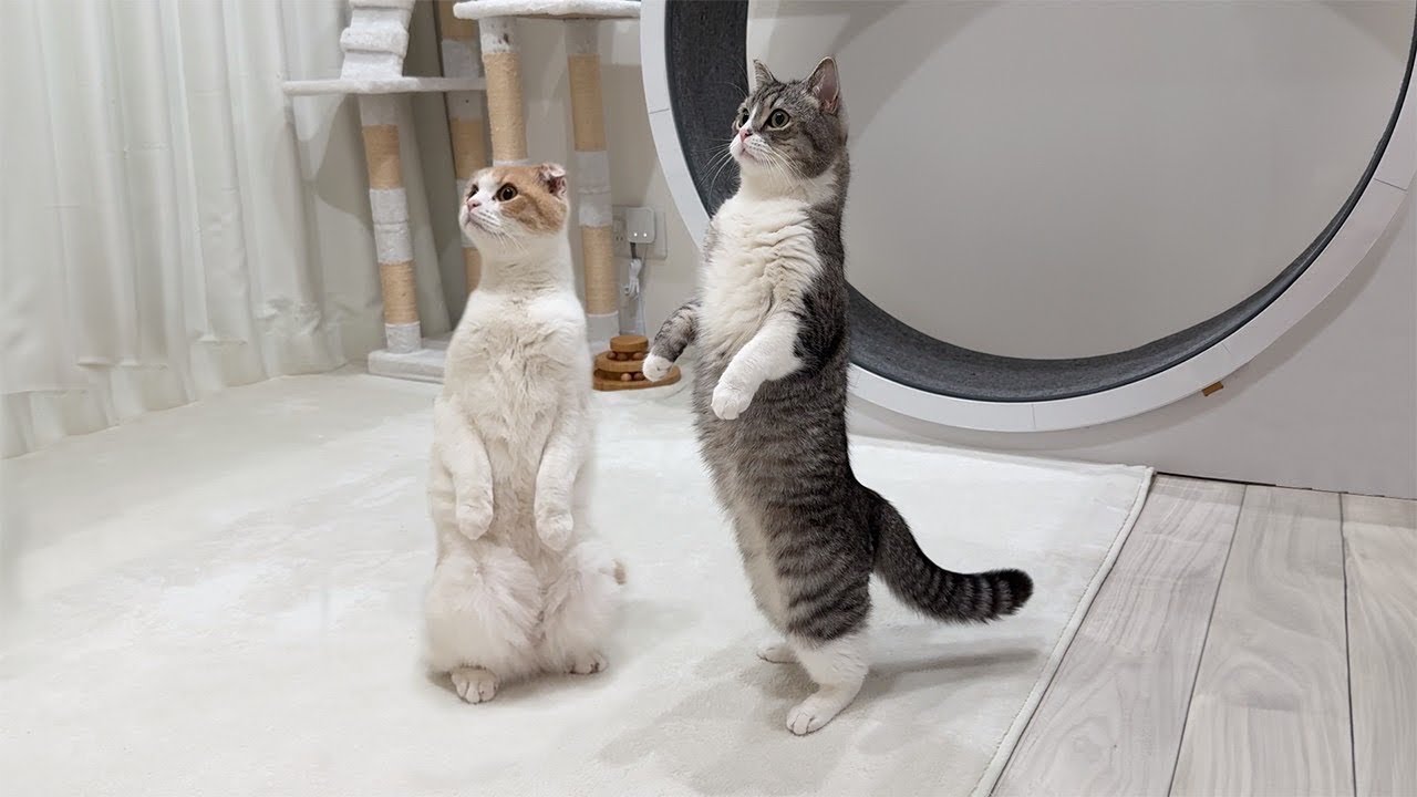 初めてパトカーが家の前を通ったときの猫たちのリアクションが可愛すぎましたwww