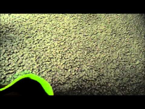 AliExpress Nike Mercurial X Proximo multicolor Fake