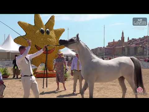 N 19 TM BELLA   Mediterranean and Arab Countries AHC   Menton 2023   Fillies 2 Years Old Class 2