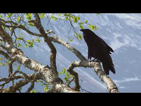 ᑐᓗᒐᖅ /Common Raven/Grand Corbeau; Inuktitut