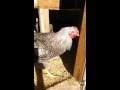 Chicken Bite