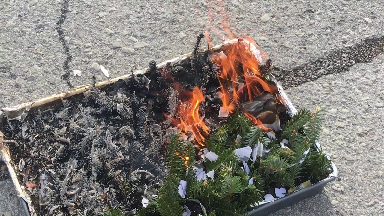 Forest Fire Simulation Part 1 Without Firebreak