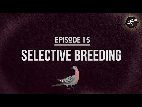 Selective Breeding: UntamedScience #15