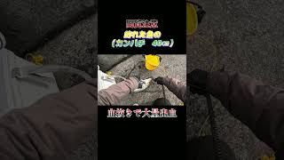 【閲覧注意】魚（カンパチ　40センチ）の血抜きで大量出血！#shorts #釣り #ショアジギング