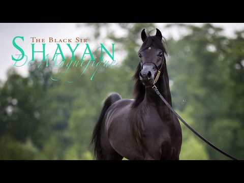 SHAYAN DE MAGNIFIQUE (Magic Magnifique x DB Shanwa by Pryam), Multichampion Black Arabian Stallion