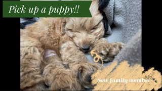 Pick up a puppy with me! 新しい家族を迎えます。