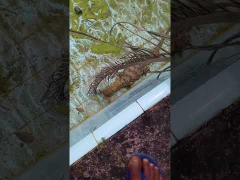 Jacaré aparece em fazenda dwntro da piscina em Laje - Ba.
