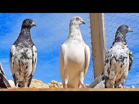 HIGH FLYER PIGEON FEED & UPDATE
