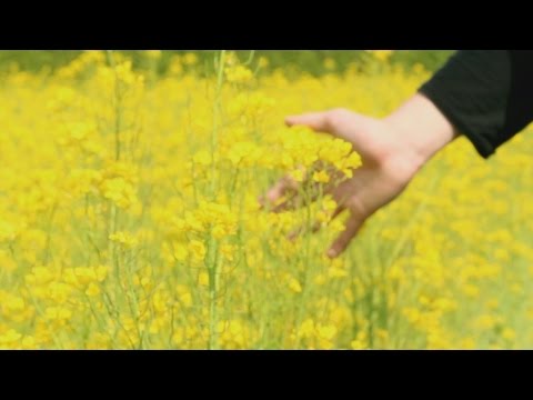 Sigma - Trailer