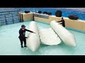 Rescue Of Stranded Cetaceans