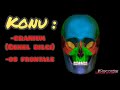 Cranium Kemikleri Os Frontale