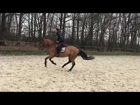 Diathago x Liberty life springen