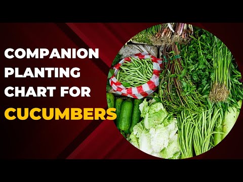 Companion Planting Chart for Cucumbers: Enhancing Growth and Reducing Pests