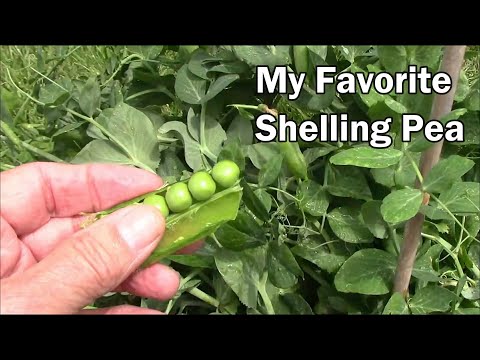 My Favorite Shelling Pea For Our Area - Comparing 3 Types