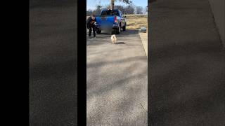 Mom is Back! #shorts #dog