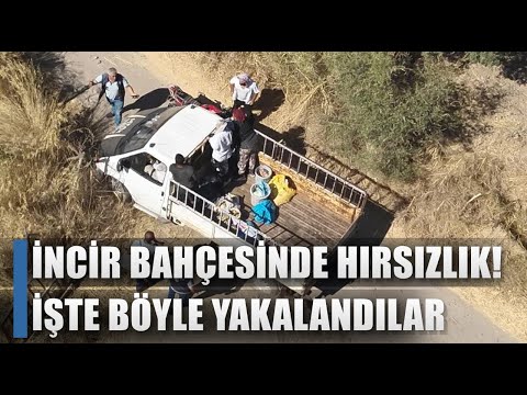 İncir Bahçesinde Hırsızlık! Aracı Bekçilerin Üzerine Sürdü İşte Böyle Yakalandılar / AGRO TV HABER