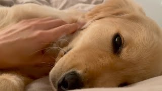 Morning with Bisuke, I want to sleep like this