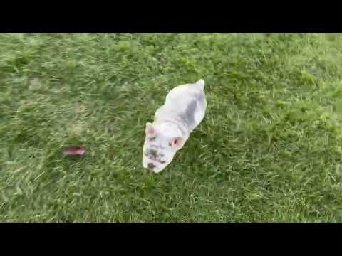 Calais, Blue & Tan female French Bulldog puppy raised in Indiana — gallery view 2