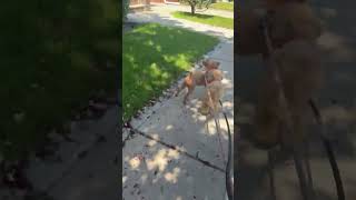 Video preview image #1 Poodle (Miniature) Puppy For Sale in Staten Island, NY, USA