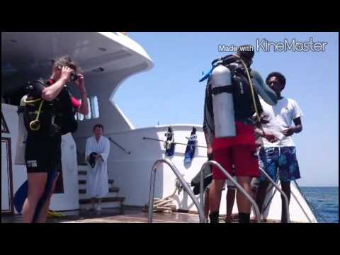 DOLPHIN SONG CRUISE  May 2015 ~  video by Mustafa Arafa