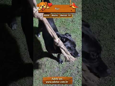 Vídeo de Ryu