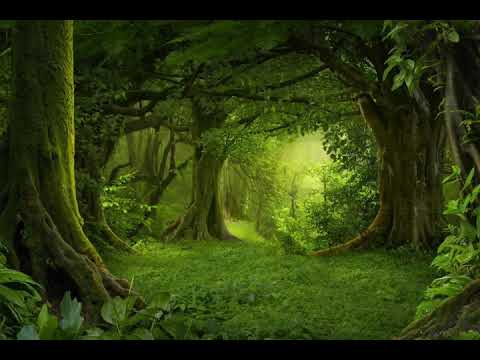 5 minutes of calming nature sounds (forest)🌲🌿