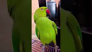 Download lagu Parrot,tota #cute#main#mummy#funny funny Parrot #trending #shorts #viralvideo mp3