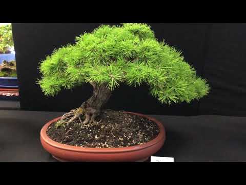 Vietnamese Bonsai Club Exhibition March 2021 Melbourne