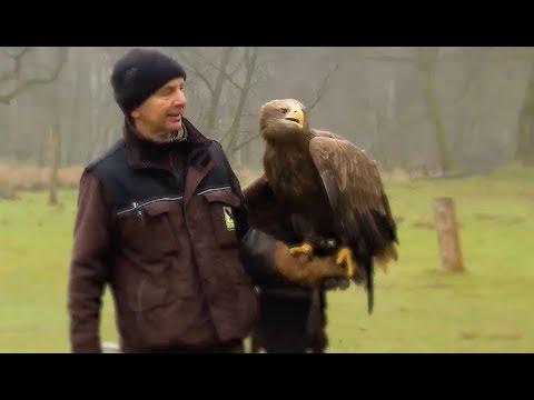 Die Falknerei im Wildpark Eekholt